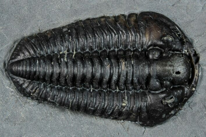 Calymene Niagarensis Trilobite Fossil - New York #269951